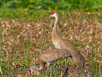 A1B8966c  Sandhill Crane (Antigone canadensis) - adults with 2-3 day-old colts